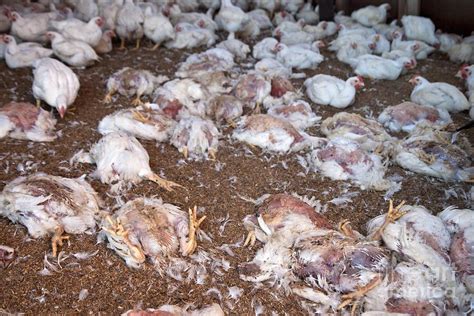 Dozens of chickens, birds die in suburban barn fire